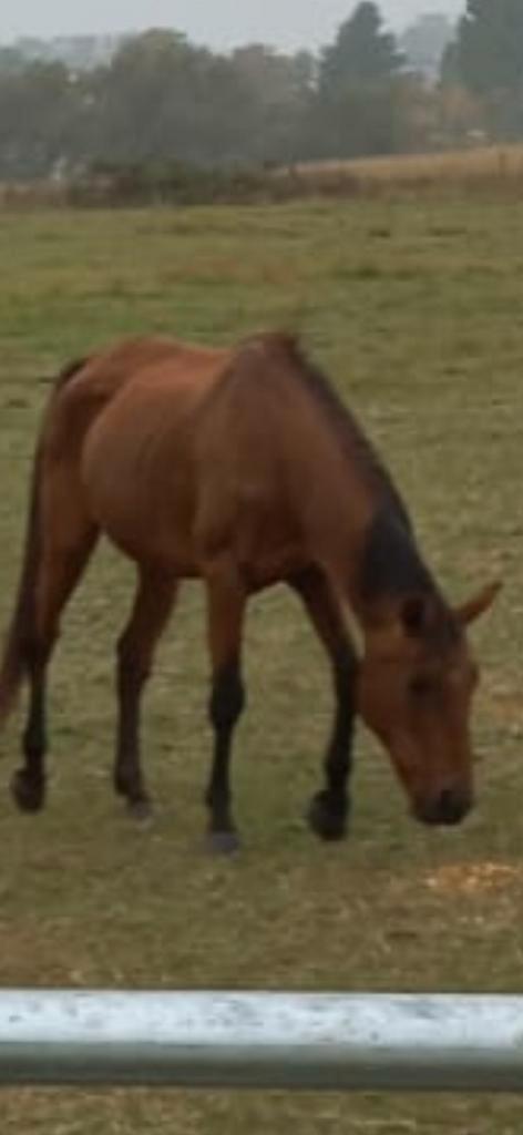Terug te koop merrie, Dieren en Toebehoren, Paarden, Merrie