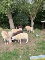Bok lam, Dieren en Toebehoren, Mannelijk, Schaap