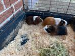 Cavia’s te koop! (Vrouwtjes), Vrouwelijk, Cavia