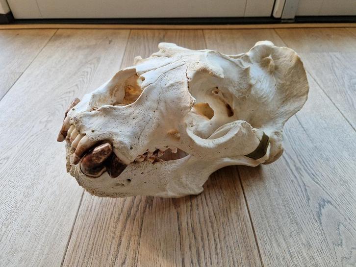 Crâne de lion de mer, Collections, Collections Animaux, Comme neuf, Crâne, Animal sauvage, Enlèvement ou Envoi