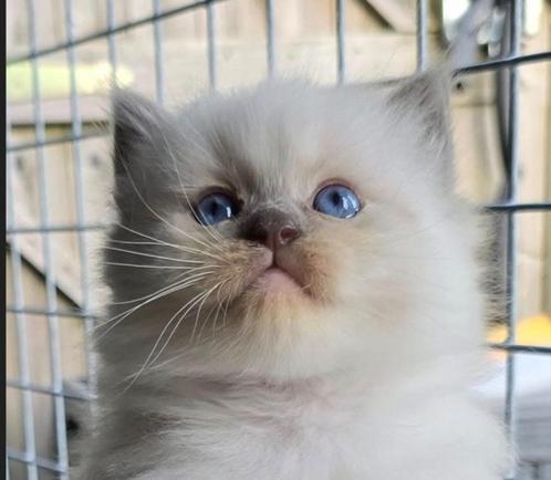 Super mooie lieve Raszuivere Ragdoll Kittens met Stamboom, Dieren en Toebehoren, Katten en Kittens | Raskatten | Langhaar, 0 tot 2 jaar