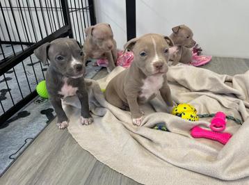 Mooie Amerikaanse Stafford pups beschikbaar voor biedingen