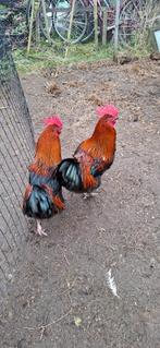 Marans haan - Franse import, Dieren en Toebehoren, Pluimvee, Mannelijk, Kip