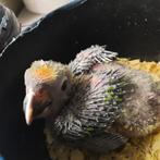 Jeune perroquet amazonien à front jaune apprivoisé., Perroquet, Sexe inconnu, Parleur