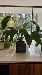 Spathiphyllum lepelplant, Huis en Inrichting, Kamerplanten, Ophalen