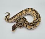 Python regius Lesser pastel mahogany yellow belly 66%h clown