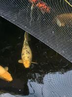 Koi Shiro Utsuri I  45 cm, Dieren en Toebehoren, Vissen | Vijvervissen