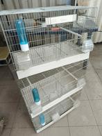 Kweekkooien, Dieren en Toebehoren