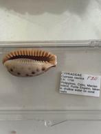Cypraea, Ophalen