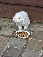 Dwergkonijnen(lapins nain minilop/beliers), Dieren en Toebehoren, Konijnen, Vrouwelijk, Klein, Hangoor, 0 tot 2 jaar