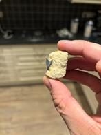 Krijt haaientand Pseudocorax affinis uit België, Verzamelen, Mineralen en Fossielen, Ophalen of Verzenden