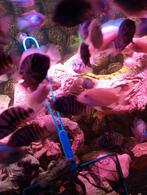 Aulonocara multi color 3 a 4dtuks 10cm