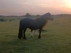 Shetland merrie met veulen, Dieren en Toebehoren, Pony's, Merrie