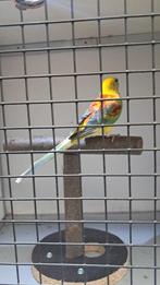 Roodrug man, Dieren en Toebehoren, Geringd