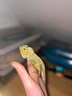 Femlle Gonocephalus chamaeleontinus, Animaux & Accessoires, Reptiles & Amphibiens, Lézard, Domestique, 0 à 2 ans