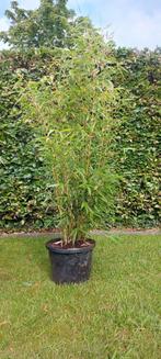 Niet woekerende bamboe  , Fargesia robusta campbell, Ophalen, Bamboe, Haag