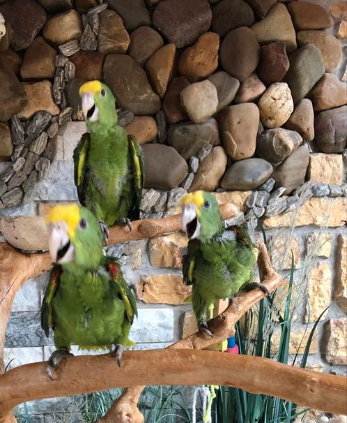 Tamme baby Dubbele Geelkop amazones met DNA en getest op all, Dieren en Toebehoren, Vogels | Parkieten en Papegaaien, Geringd