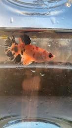 Betta vrouwtje, Dieren en Toebehoren, Vissen | Aquariumvissen, Vis, Zoetwatervis