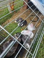 Kleine konijntjes, Dieren en Toebehoren, Konijnen