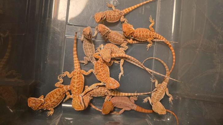 Jonge Baardagamen | Mogen het "nest" verlaten, Dieren en Toebehoren, Reptielen en Amfibieën