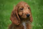 Cockapoo pups, Dieren en Toebehoren, Honden | Niet-rashonden, België, 8 tot 15 weken, Meerdere, Meerdere dieren