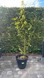 Pot bambou phyllostacchis bissetti, Tuin en Terras, Planten | Struiken en Hagen, Ophalen, Bamboe