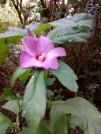 Hibiscus op stam donkerroos en wit, Tuin en Terras, Ophalen of Verzenden