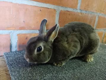 Mooie lief dwerg rexje in blauw grijs. beschikbaar voor biedingen