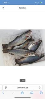 Forel vissen, Ophalen