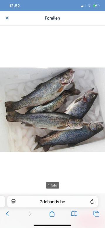 Forel vissen  beschikbaar voor biedingen