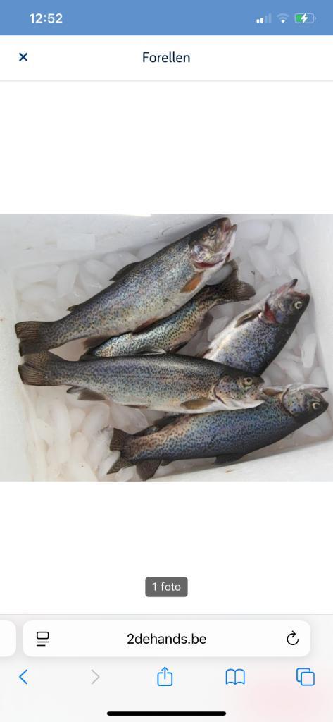 Forel vissen, Watersport en Boten, Hengelsport | Algemeen, Ophalen