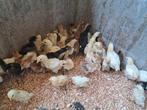 Poule de bresse brahmas en marans, Animaux & Accessoires, Volatiles