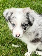 Hele mooie raszuivere border collie puppy’s, Dieren en Toebehoren, Honden | Herdershonden en Veedrijvers, CDV (hondenziekte), België