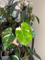 Monstera Thai constellation, Huis en Inrichting, Kamerplanten, Overige soorten, In pot, Minder dan 100 cm, Groene kamerplant