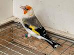 Major putter agaat en agaat pastel poppen, Dieren en Toebehoren, Vogels | Overige Vogels