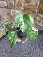 Monstera bonte albo-plant, Huis en Inrichting, Ophalen, Halfschaduw, In pot, Minder dan 100 cm