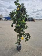namaak citroenboom, Tuin en Terras, Ophalen, Overige soorten, 100 tot 250 cm