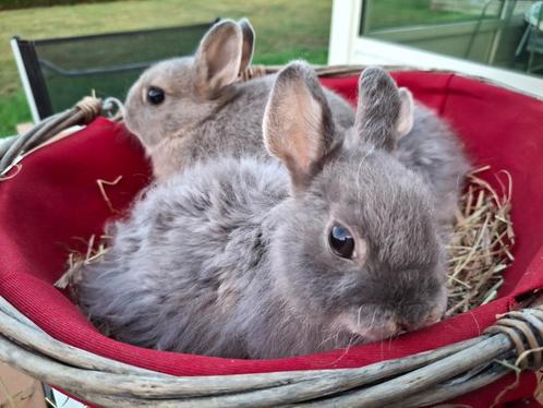 Loffelohr mini konijn, Dieren en Toebehoren, Konijnen, Dwerg, Mannelijk, 0 tot 2 jaar