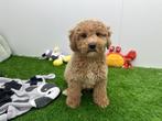 Middenslag Poedel pups, Dieren en Toebehoren, Poedel, België, 8 tot 15 weken, CDV (hondenziekte)