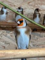 Te koop parva putter man van 2024, Dieren en Toebehoren, Vogels | Overige Vogels