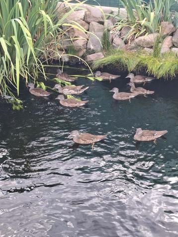 Mandarijn-eendjes, Plusieurs animaux, Canard