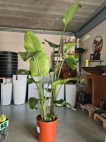 Strelitzia Nicolai  beschikbaar voor biedingen
