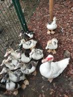 Barbarie eendjes, Dieren en Toebehoren