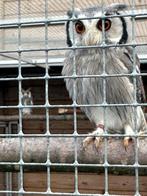 Uilen, Dieren en Toebehoren, Meerdere dieren, Roofvogel, Geringd