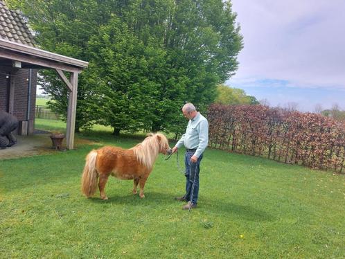 Prachtige mini pony, Dieren en Toebehoren, Pony's, Merrie, A pony (tot 1.17m), 3 tot 6 jaar, Gechipt, Ontwormd