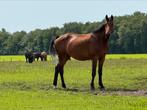 13 jr goldfever x numero uno top stam, Dieren en Toebehoren, Paarden, Merrie, Springpaard, 170 tot 175 cm, Onbeleerd