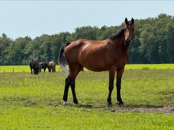 13 jr goldfever x numero uno top stam beschikbaar voor biedingen