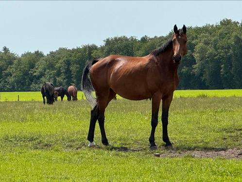 13 jr goldfever x numero uno top stam, Dieren en Toebehoren, Paarden, Merrie, Onbeleerd, 170 tot 175 cm, 11 jaar of ouder, Springpaard
