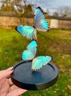 Opgezette vlinder - Morpho Portis in stolp, Enlèvement ou Envoi, Neuf, Insecte, Animal empaillé