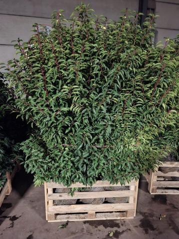 Prunus lusitanica angustifolia! beschikbaar voor biedingen